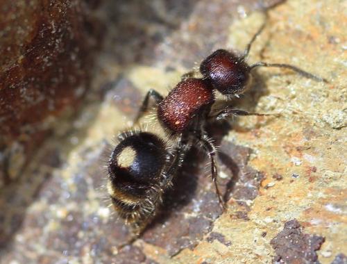 Réf. 229 552 : Sigilla dorsata